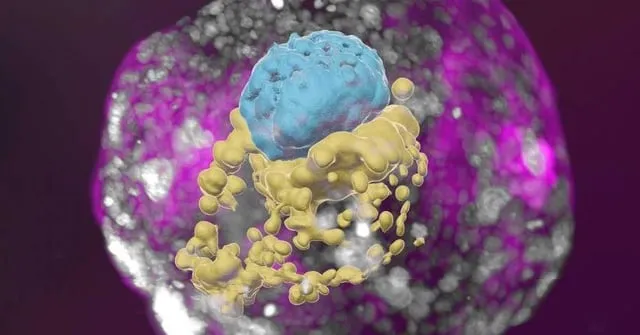 日本で始まった「卵子も精子も使わない」胚の研究、その気になる話