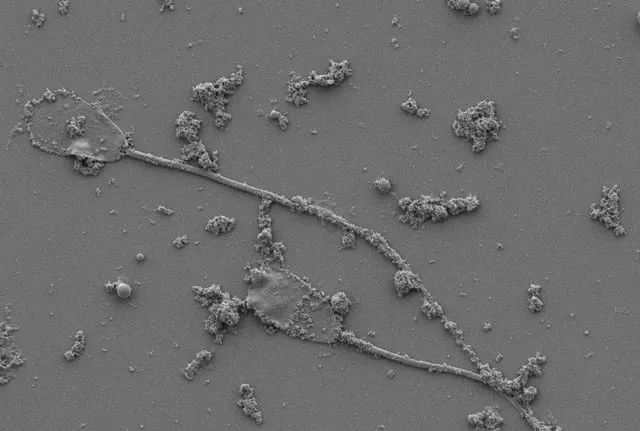 自然の力を借りた！“磁石で動く”小さなミクロロボット、実は本物の精子からできてる話